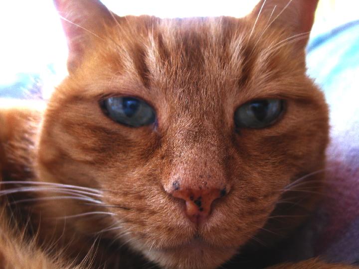 Kater